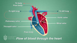 High Blood Pressure Possibly Linked to Valvular Heart Disease