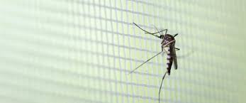 Bihar braces for dengue outbreak after floods, cases cross 1,100 mark