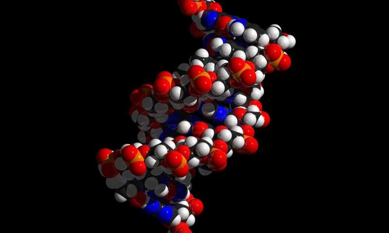 DNA misfolding in white blood cells increases risk for type 1 diabetes