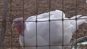 Overweight, lost turkey rescued by California animal sanctuary on Thanksgiving